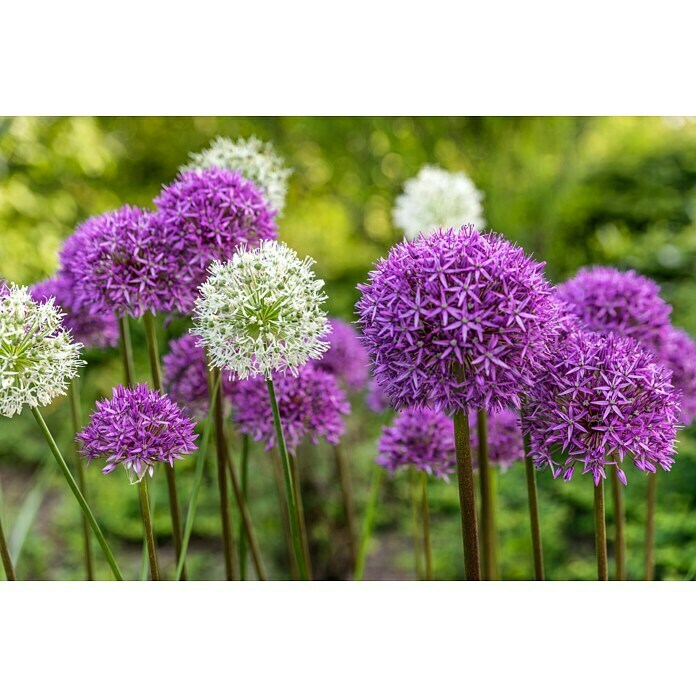 Kiepenkerl Frühlingsblumenzwiebeln Zierlauch Blau & WeißAllium, 2 Stk. Detail Shot