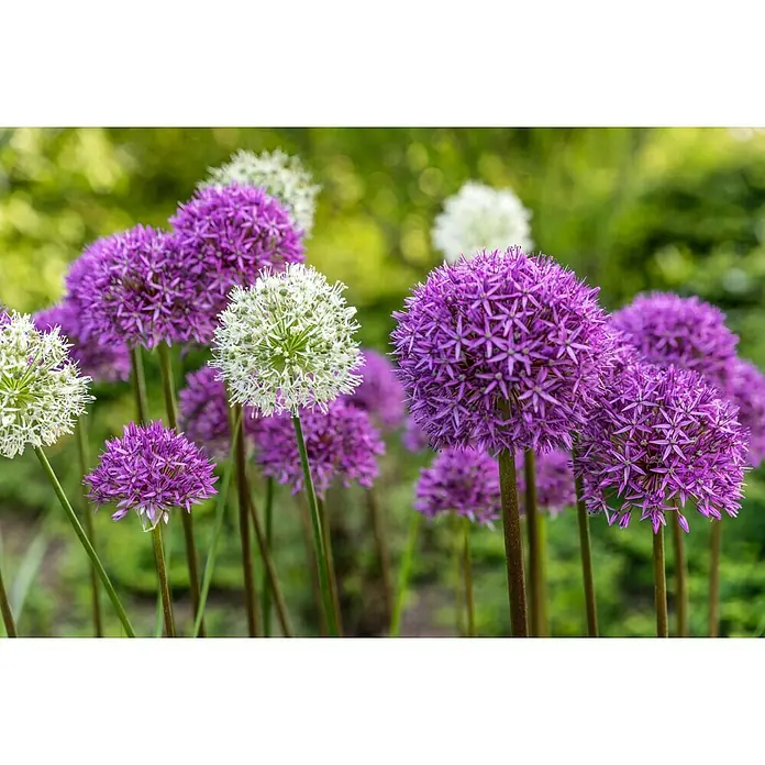 Kiepenkerl Blumenzwiebeln Zierlauch Blau & Weiß - Allium, 2 Stk. - Nahaufnahme von lila und weißen Zierlauchblüten im Garten, die eine dekorative und farbenfrohe Pracht bieten.