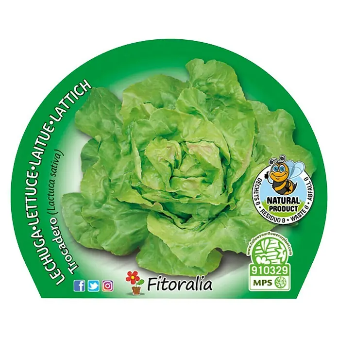 Piardino Lechuga Trocadero - Lactuca Sativa 'Trocadero' - La imagen muestra un paquete de lechuga Trocadero de Fitoralia, un producto natural con certificación MPS, destacando su frescura y calidad.