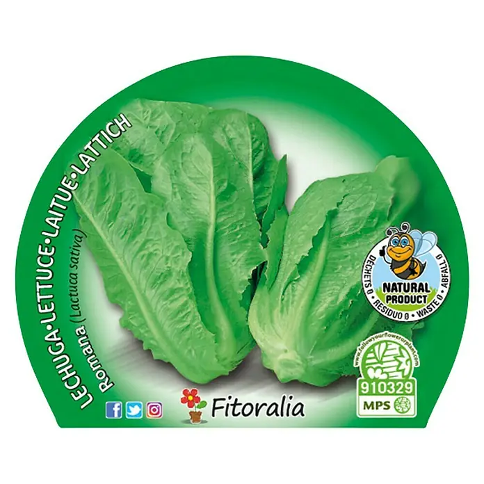 Piardino Lechuga romana - Lactuca Sativa 'Romana' - Imagen de una cabeza de lechuga Fitoralia Romana, una opción de lechuga natural y sin residuos.