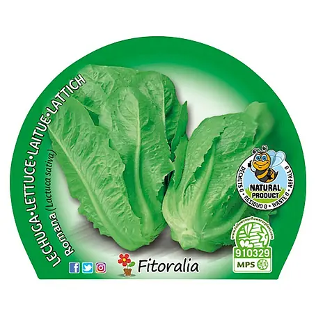 Piardino  Lechuga romana