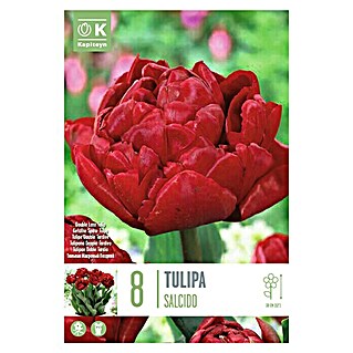Kapiteyn Bulbos de otoño (Tulipan doble 'tardio', 8 ud.)