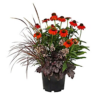 Stauden-Mix Frühsommertraum (Echinacea, Heuchera, Pennisetum, Topfgröße: 7,5 l)
