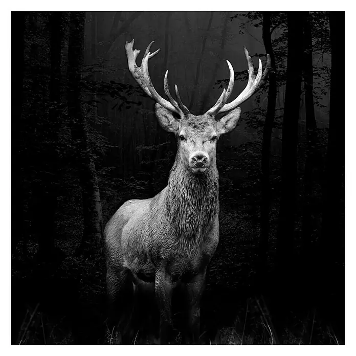 ProArt Glasbild - Grey Deer Head, B x H: 50 x 50 cm - Ein majestätischer Hirsch mit beeindruckendem Geweih steht im dunklen Wald und blickt direkt in die Kamera. Das Schwarzweiß-Bild betont die Eleganz des Tieres.