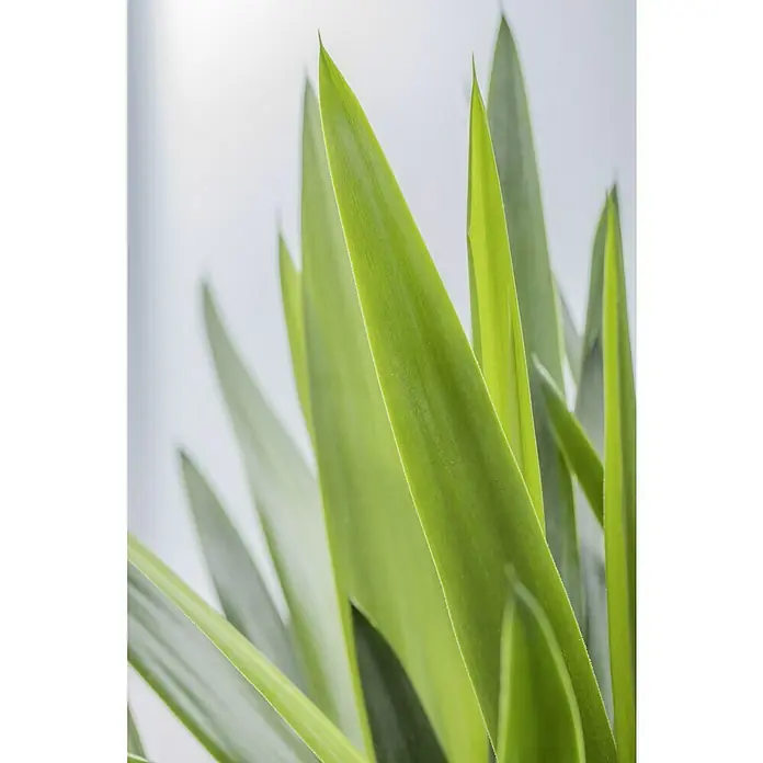 taxus baccata green rocket Taxus baccata Fastigiata Robusta main image 0
