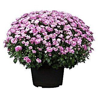 Piardino Herbst-Chrysantheme (Chrysanthemum indicum Hybride Premium, Topfgröße: 19 cm, Weiß)