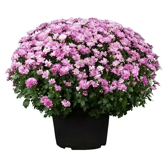 Piardino Herbst-Chrysantheme - Chrysanthemum indicum Hybride Premium, Topfgröße: 19 cm, Sortenabhängig - Große Topfpflanze mit zahlreichen leuchtend violetten Chrysanthemenblüten und grünen Blättern in einem schwarzen Topf.