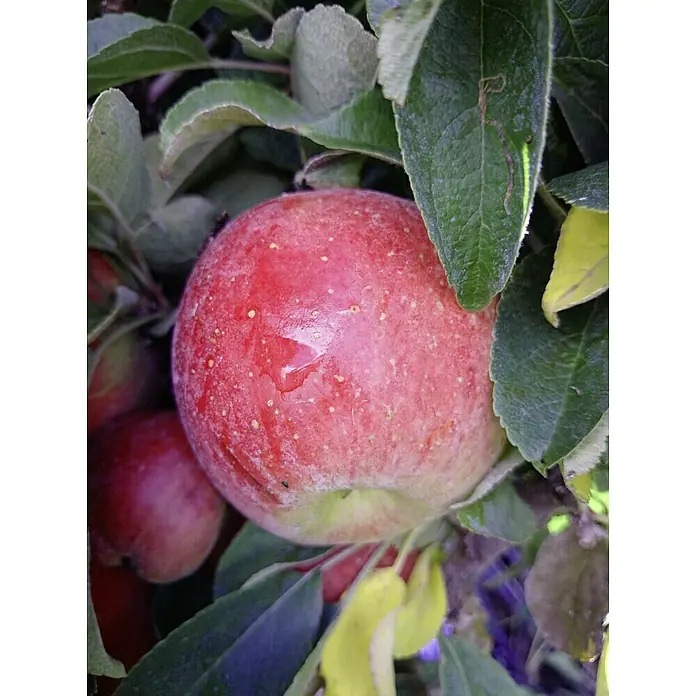 Apfelbaum Starline Garden Fountain - Malus domestica, Erntezeit: Oktober - Ein reifer, roter Apfel hängt an einem Baum, umgeben von grünen Blättern.