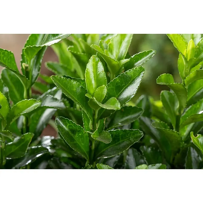 Piardino SpindelstrauchEuonymus japonicus, Topfvolumen: 2 l, Dunkelgrün - Nahaufnahme von glänzenden, grünen Euonymus-Blättern, die sich ideal für Hecken und Gärten eignen.
