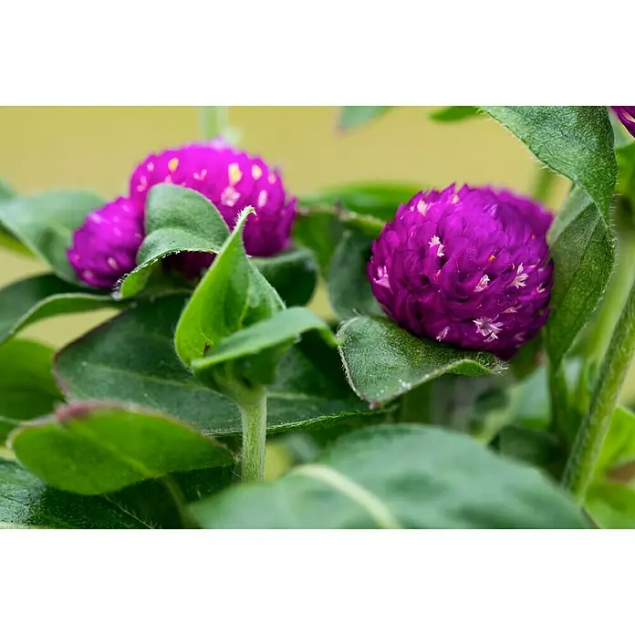 Piardino KugelamarantGomphrena globosa, Violett - Nahaufnahme von drei Purpur-Kugelblumen zwischen grünen Blättern, die die lebendige Farbe und Textur der Blüten hervorheben.