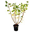 Jostabeere (Ribes nidigrolaria, Erntezeit: Juli, Topfvolumen: 3 l) | BAUHAUS