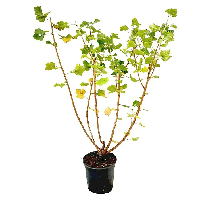 Jostabeere - Ribes x nidigrolaria, Erntezeit: Juli - Ein Topf mit einer Johannisbeere mit grünen und gelben Blättern und braunen Ästen. Die Pflanze steht in einem schwarzen Topf.