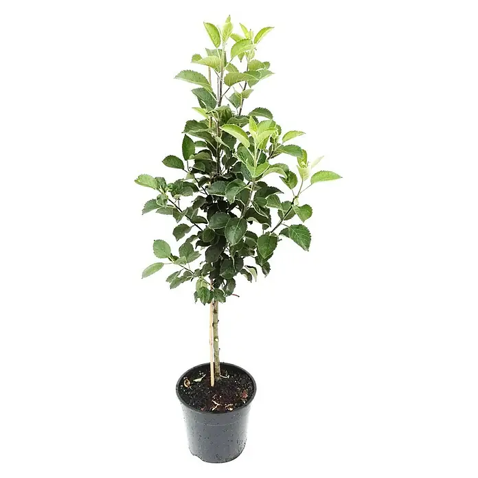 Apfelbaum Cox Orangenrenette - Malus domestica Cox Orangenrenettte, Erntezeit: September - Ein junger Apfelbaum in einem schwarzen Topf, mit grünen Blättern und einem geraden Stamm, ideal für den Garten oder Balkon.