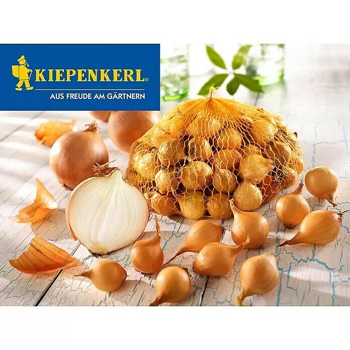 Kiepenkerl Steckzwiebeln Stuttgarter Riesen - 500 g - Stimmungsaufnahme