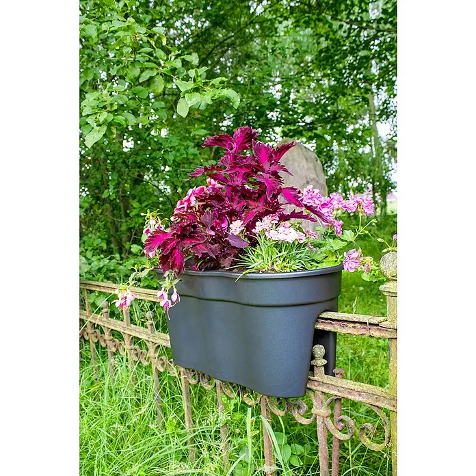 KHW Geländerkasten Flowerclip XL - Außenmaß (L x B x H): 57,5 x 27,7 x 27,5 cm, Kunststoff, Anthrazit - Eine Nahaufnahme eines schwarzen Blumenkastens mit farbenfrohen Pflanzen, der an einem verzierten, verrosteten Zaun befestigt ist.