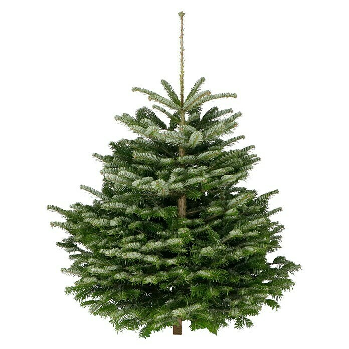 Nordmann kerstboom (Langdurig naaldhoudend, groeit gelijkmatig, zeer goede duurzaamheid, Abies Nordmanniana) | BAUHAUS