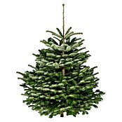 Nordmann kerstboom (Langdurig naaldhoudend, groeit gelijkmatig, zeer goede duurzaamheid, Abies Nordmanniana) | BAUHAUS