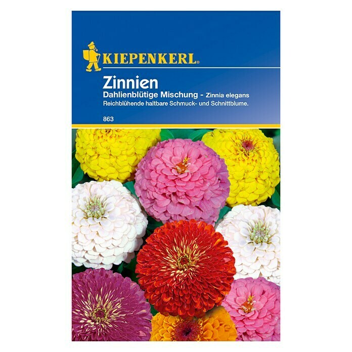 Kiepenkerl Blumensamen Zinnie dahlienblütige Mischung (Zinnia elegans, Mehrfarbig) | BAUHAUS