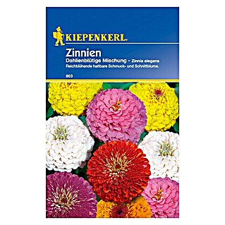 Kiepenkerl Blumensamen Zinnie dahlienblütige Mischung (Zinnia elegans, Mehrfarbig)