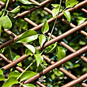 Nortene Panelna ograja  (Š x V: 0,5 x 1,5 m) | 7428 - Sichtschutzmatten Kunststoff | IAGC - Sichtschutz | IAG - Außenbereichsausstattung | IA - Gartenhartware | I - Stadtgarten | BAUHAUS