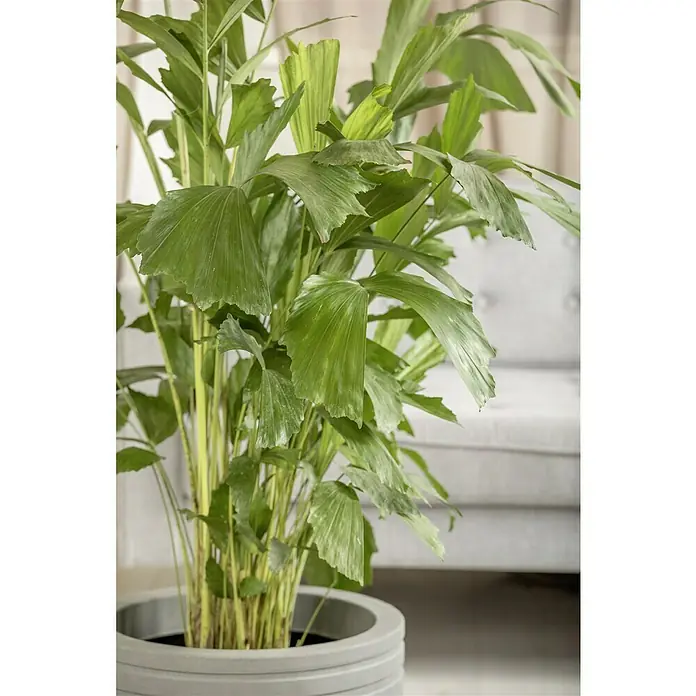 Piardino Fischschwanzpalme - Caryota mitis, Topfgröße: 24 cm - Nahaufnahme einer Zimmerpalme in einem modernen grauen Topf, die grüne Blätter zeigt.