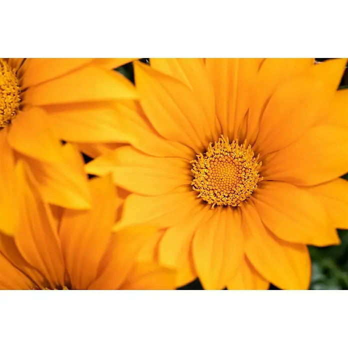 Piardino Gazania - Gazania 'Deep Orange', Topfvolumen: 13 l - Nahaufnahme einer strahlenden gelben Gazanie-Blume, die ihre filigranen Blütenblätter und die lebhafte Mitte zeigt.