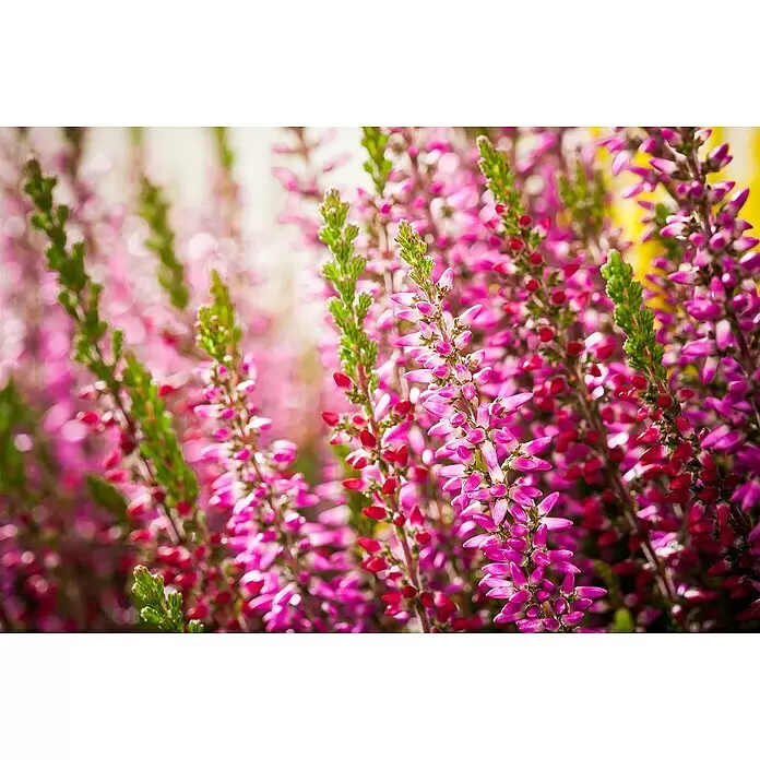 Piardino Besenheide - Calluna vulgaris 'Beauty Ladies', Topfgröße: 14 cm, 7 Farben - Nahaufnahme von leuchtend pinken Heideblüten mit grünen Stielen, üppig blühend.