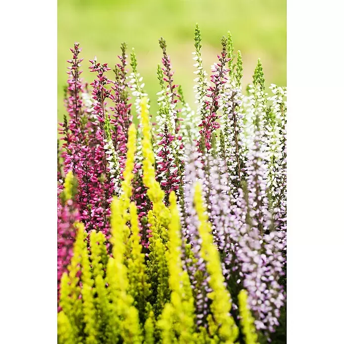 Piardino Besenheide - Calluna vulgaris 'Beauty Ladies', Topfgröße: 14 cm, 7 Farben - Nahaufnahme von bunten Heidepflanzen mit rosa, weißen, lila und gelb-grünen Blüten.