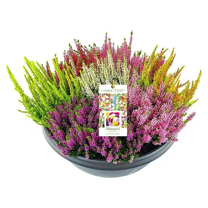 Piardino Besenheide Beauty Ladies - Calluna vulgaris 'Beauty Ladies', Topfgröße: 45 cm, 7 Blütenfarben in einer Schale - Ein dunkelgrauer Topf mit einer bunten Heidepflanze in Grün, Rot, Weiß, Pink, Gelb und Lila, inklusive einem weißen Produktetikett.