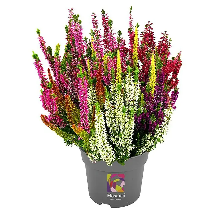 Piardino Besenheide - Calluna vulgaris 'Beauty Ladies', Topfgröße: 14 cm, 7 Farben - Farbenprächtige Besenheide (Calluna vulgaris) im Topf, eine Augenweide für jeden Garten und Balkon, mit verschiedenen Blütenfarben für eine abwechslungsreiche Optik.