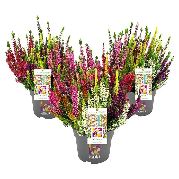 Piardino Besenheide - Calluna vulgaris 'Beauty Ladies', Topfgröße: 14 cm, 7 Farben - Dreifache Mosaica Heidepflanze in Töpfen mit farbenfrohen Blüten, eine Zierde für jeden Garten, die alle Blicke auf sich zieht.