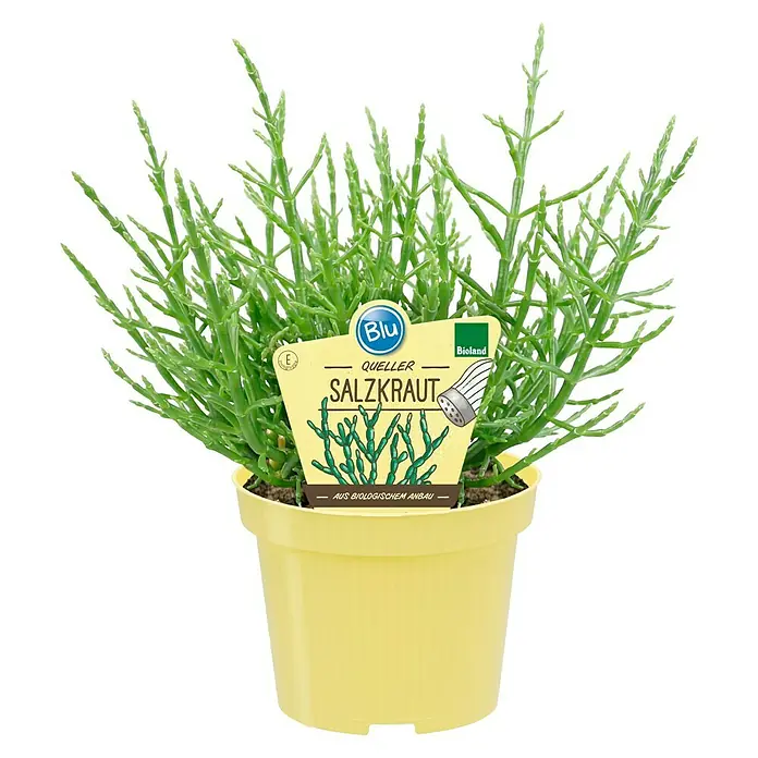 Blu Bio Salzkraut - Salicornia europaea, Topfgröße: 12 cm - Queller Salzkraut in einem gelben Topf. Die Pflanze hat grüne, sukkulente Stängel und ein Etikett, das "Blu Queller Salzkraut" zeigt.