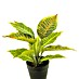 Kunstplant Croton Variegatum 