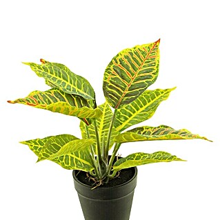Kunstplant Croton Variegatum (Hoogte: 25 cm, Polyester)