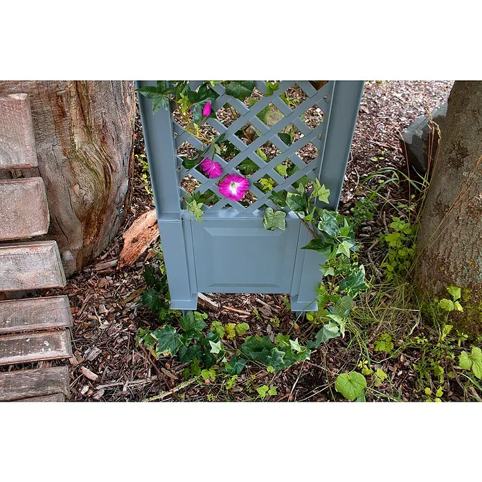 KHW Rankgitter 2er-Set - L x H: 43 x 137 cm, Grau - Nahaufnahme eines grauen, dekorativen Rankgitters mit rosafarbenen Trichterwinden und Efeu in einem Garten.