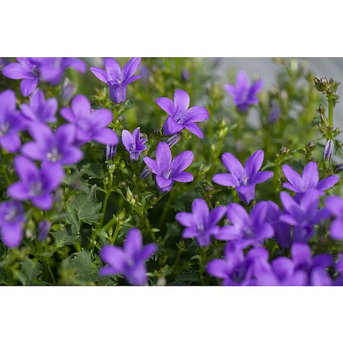 Piardino Polsterglockenblume - Campanula portenschlagiana Get Mee, Topfgröße: 11 cm, Blütenfarbe: Blau - Nahaufnahme von lila Campanula-Blüten mit grünen Blättern im Hintergrund, die die zarte Schönheit der Glockenblumen hervorheben.