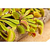 Piardino Venusfliegenfalle (Dionaea muscipula, Topfgröße: 9 cm)