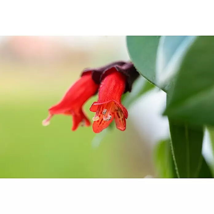 Piardino Schamblume - Aeschynanthus in verschiedenen Sorten, Topfgröße: 15 cm - Detailaufnahme