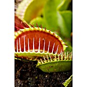 Piardino Venusfliegenfalle (Dionaea muscipula, Topfgröße: 9 cm)