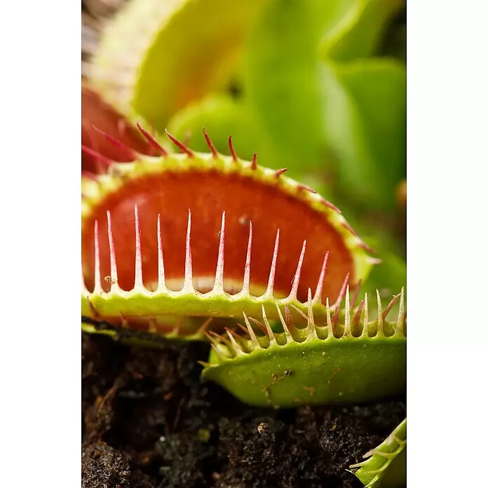 Piardino Venusfliegenfalle - Dionaea muscipula, Topfgröße: 9 cm - Detailaufnahme