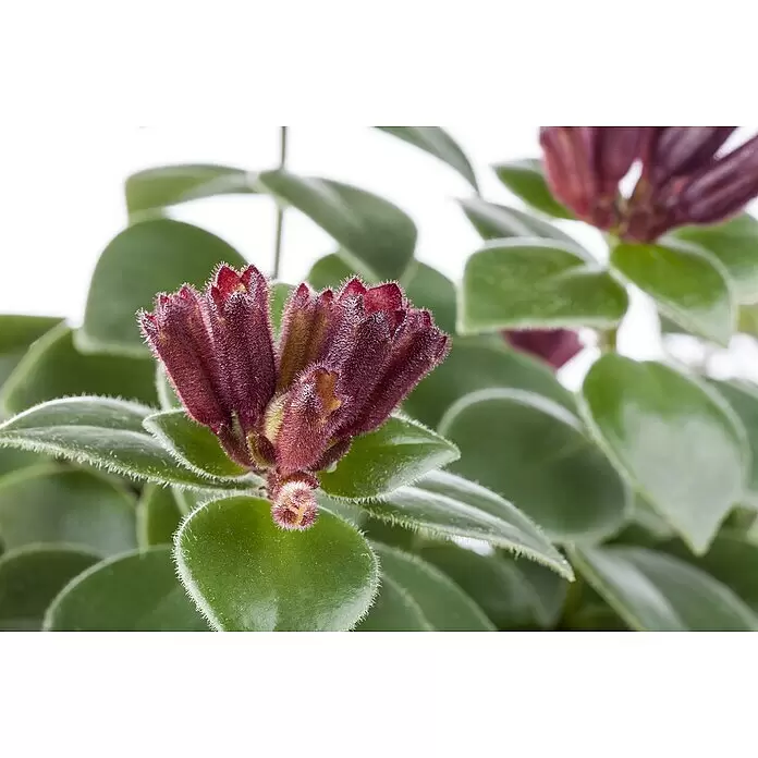 Piardino Schamblume - Aeschynanthus in verschiedenen Sorten, Topfgröße: 15 cm - Detailaufnahme