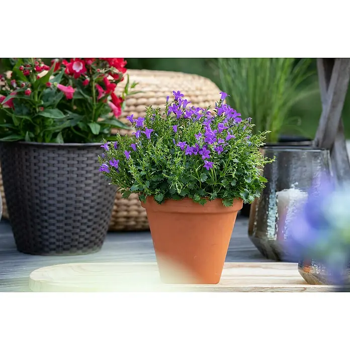 Piardino Polsterglockenblume - Campanula portenschlagiana Get Mee, Topfgröße: 11 cm, Blütenfarbe: Blau - Ein Terrakotta-Topf mit blühenden, lila Glockenblumen steht auf einem Holztisch, umgeben von anderen Pflanzenarrangements.