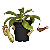 Piardino Kannenpflanze (Nepenthes alata, Topfgröße: 9 cm)