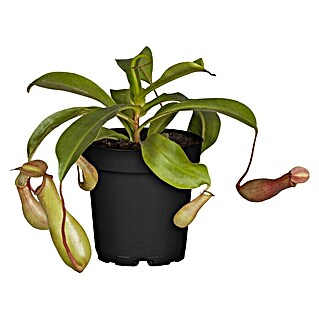 Piardino Kannenpflanze (Nepenthes alata, Topfgröße: 9 cm)