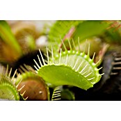 Piardino Venusfliegenfalle (Dionaea muscipula, Topfgröße: 9 cm)