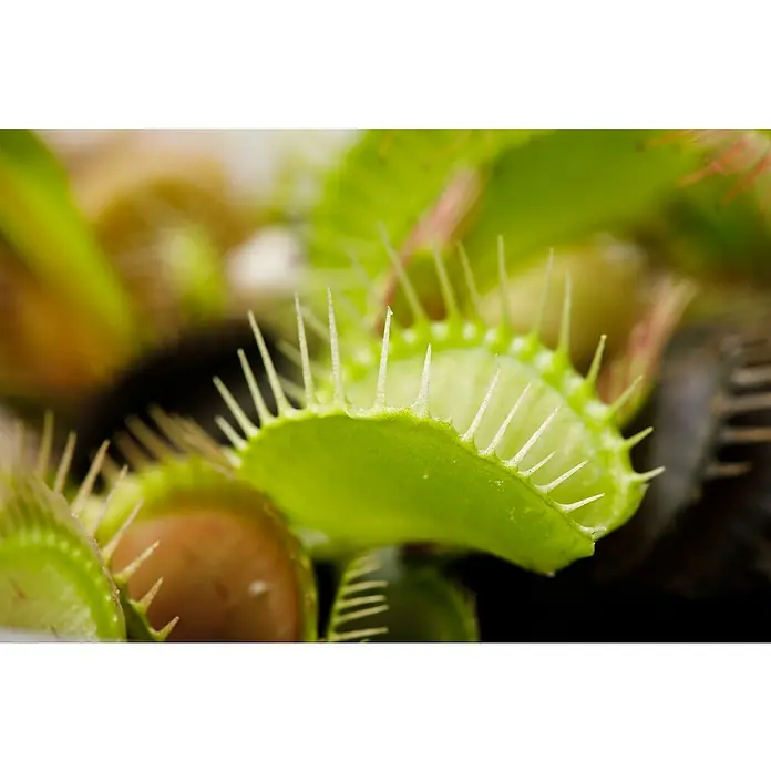 Piardino Venusfliegenfalle - Dionaea muscipula, Topfgröße: 9 cm - Nahaufnahme einer Venusfliegenfalle, einer fleischfressenden Pflanze mit gezackten Blättern und weißen Stacheln zum Fangen von Insekten.