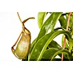 Piardino Kannenpflanze (Topfgröße: 9 cm)