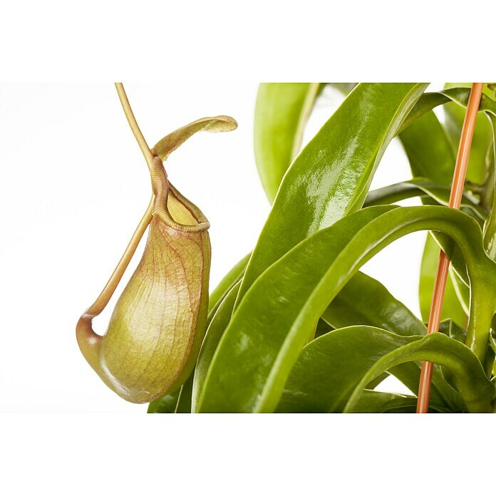 Piardino Kannenpflanze (Nepenthes alata, Topfgröße: 9 cm)