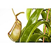 Piardino Kannenpflanze (Nepenthes alata, Topfgröße: 9 cm)