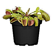 Piardino Venusfliegenfalle (Dionaea muscipula, Topfgröße: 9 cm)